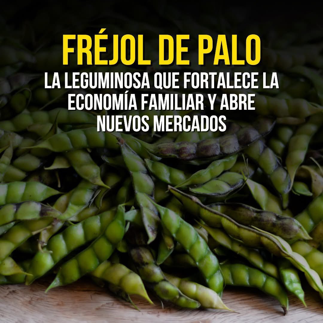 🌱 El frejol de palo se expande en Ecuador: 4.000 hectáreas sembradas y proyección de 5.000 para 2026
Un cultivo resistente que impulsa la economía familiar y las exportaciones 
Lee más 👉 actoresproductivos.com/frejol-de-palo…
#FrejolDePalo #Gandul #ActoresProductivos #AgriculturaEcuatoriana