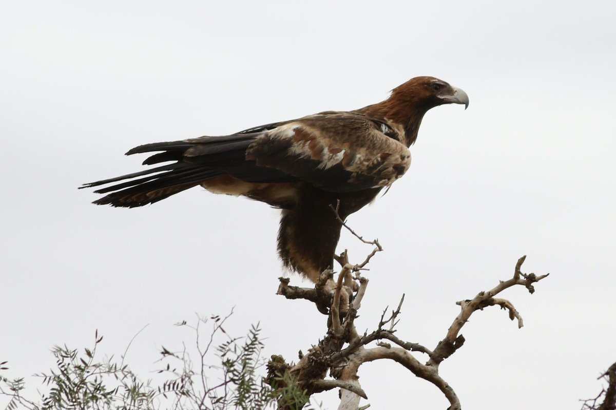 A Wedge-tailed Eagle near Willowie SA this morning. #birds