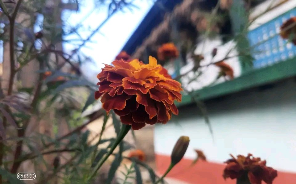Neermasi's tweet photo. Saw it
Liked it
So ..clicked it!
#somanytimes https://t.co/I7D4LYJ8s9