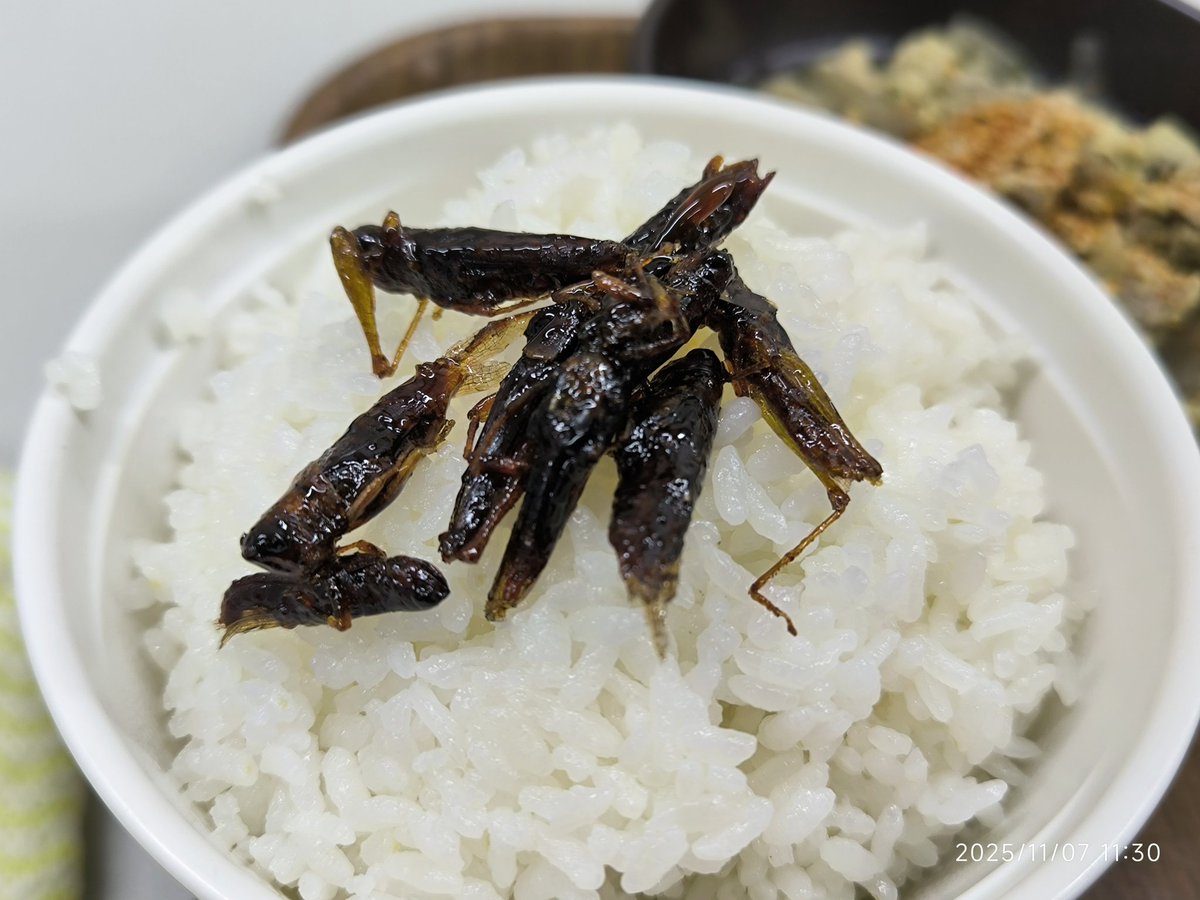 今日のひるめしはバッタ