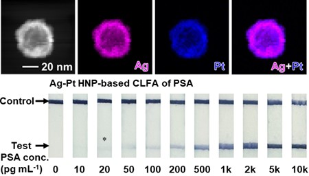 MIscilightpress's tweet image. The following article was written by @UCF research team. They report a type of #CLFA that relies on unique #colorimetric #labels—silver-platinum #hollow #nanoparticles (Ag-Pt HNPs), demonstrating the potential application of the CLFA in clinical diagnosis.
sciltp.com/journals/mi/ar…