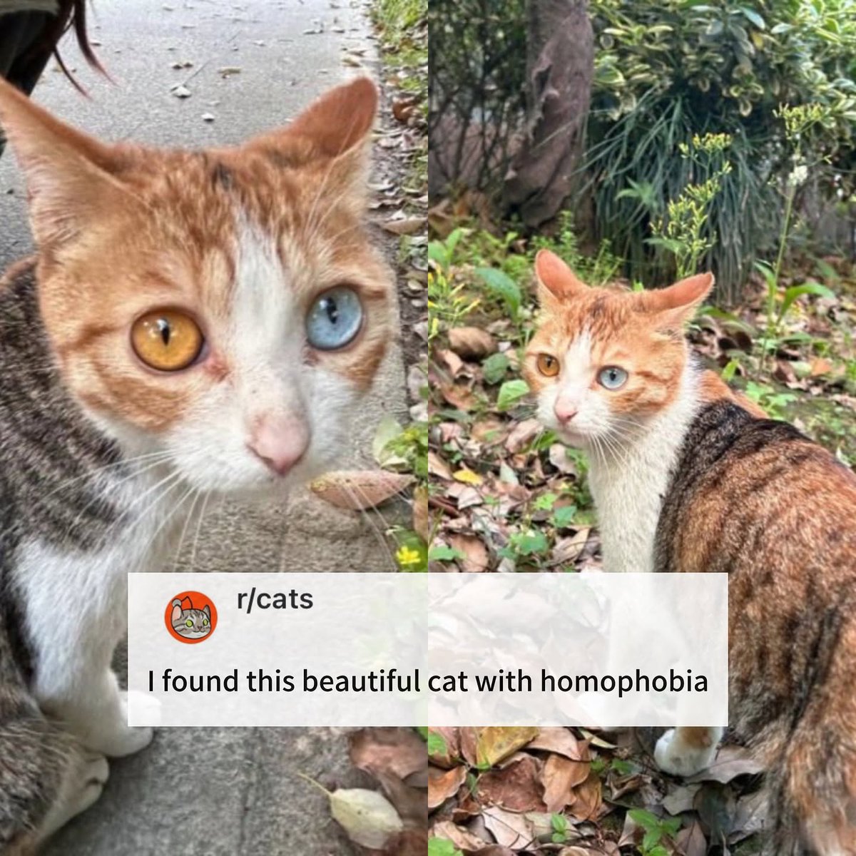 DertGi's tweet photo. @catsbeingweirds https://t.co/cPbyHUZXUg
