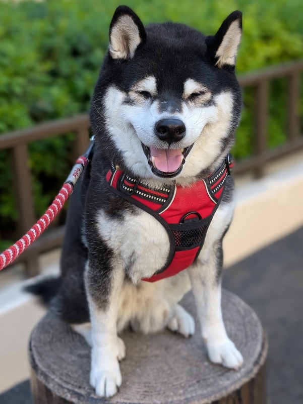 黒柴©️（感謝） なんだよ❗🐺 | Facebook