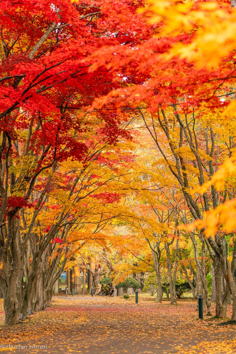 tsutsu111111's tweet image. 再び紅葉の名所、香雪園へ。函館から紅葉のおすそわけをどうぞ。