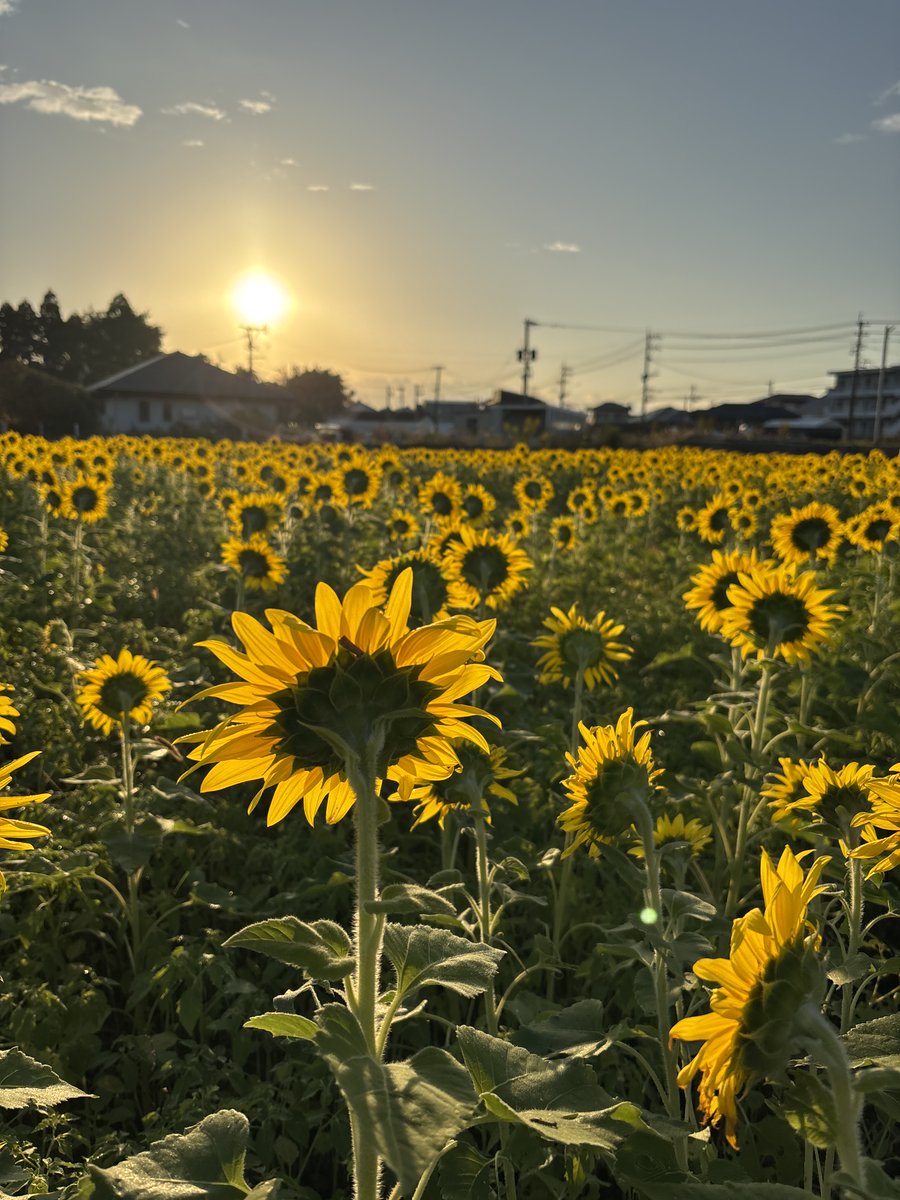 ひまわり - Search / X