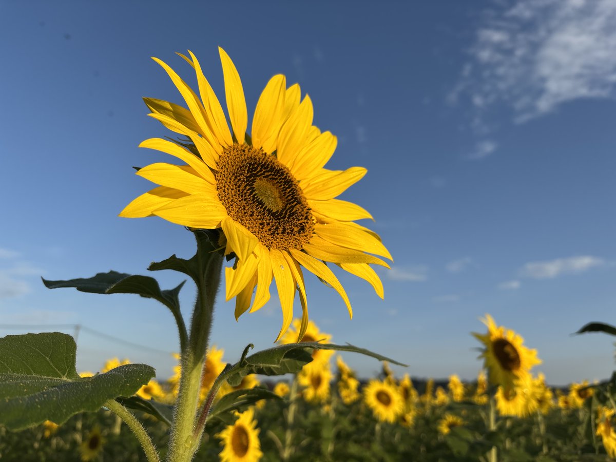 ひまわり - Search / X