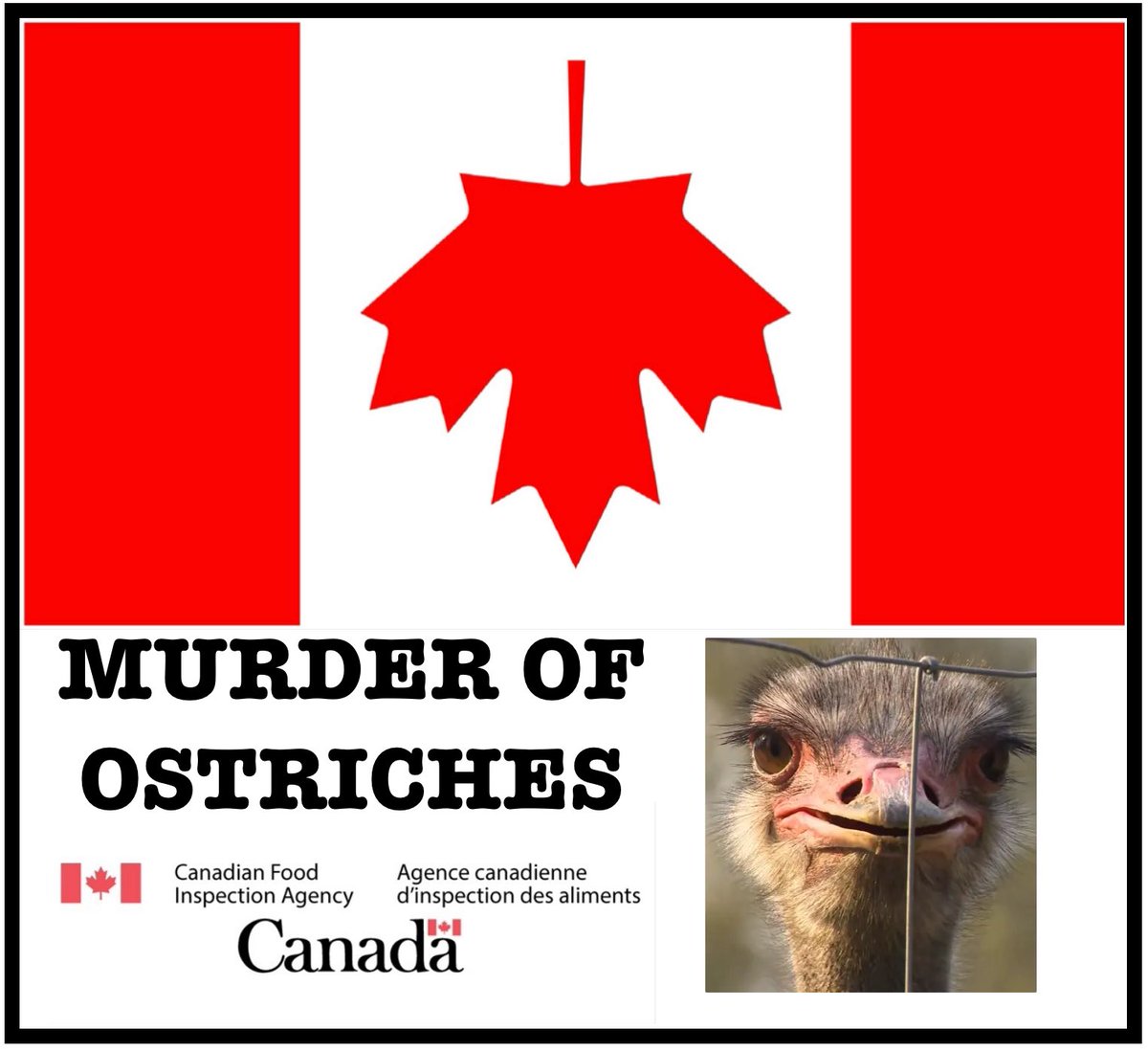 The tyrannical #Canadian government and the #CFIA have most likely MURDERED the ostriches at the Universal Ostrich farm by this point The videos I have seen are HORRIFIC NEVER FORGIVE FORGET THIS INJUSTICE!!
Canada chose tyranny over freedom over rationality FUCK THIS GOVERNMENT