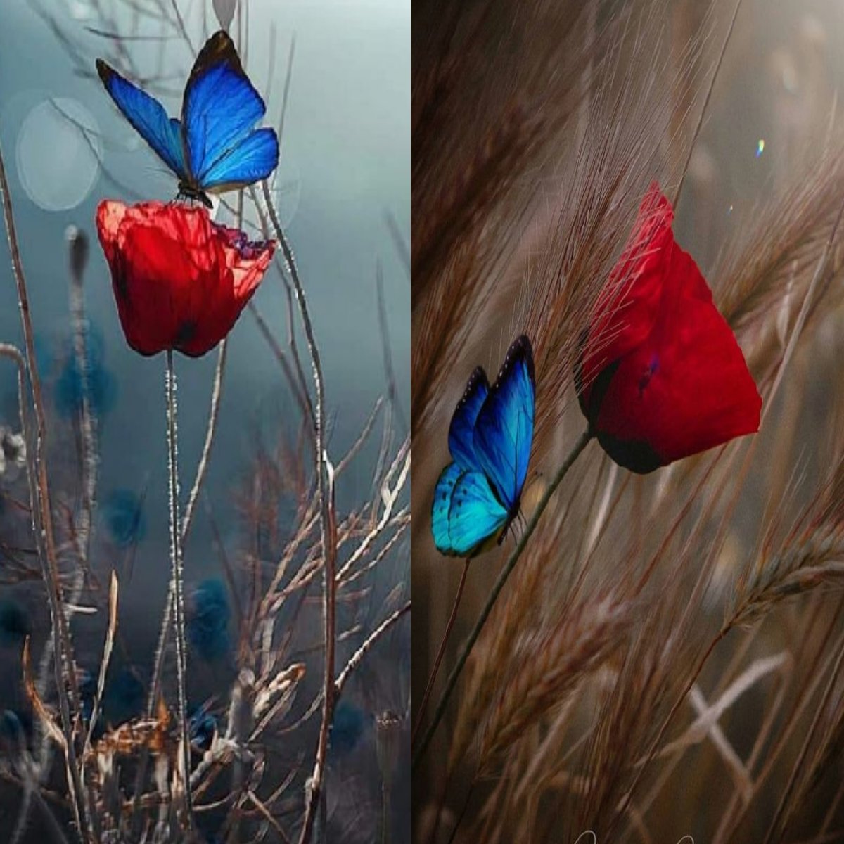 مـهمآ عصـِفت بـِهآ آلحيآة 🥀
فآلرِقة لآ تُفآرقهآ وآللّينُ في قلبـِهآ 🦋
تعودُ دآئِمـآً شآمـِخة ثـآبـِتة لآ تتغيَر 🌸
كمـآ هيّ لآ تنطـفئ ولآ تُطـفئ .. و كآنهُ شـيئآً لمـ يكُن 💔.