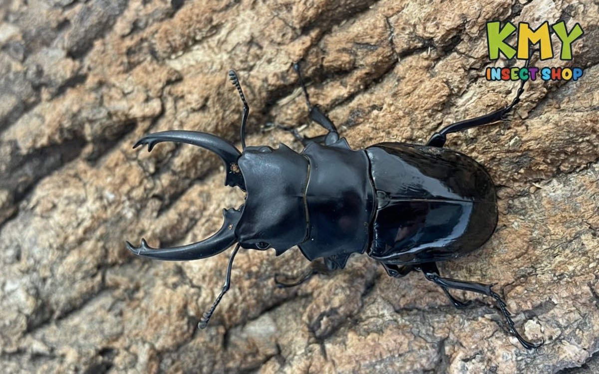 カブ太郎クワ次郎 (@1978insectkbkw) / Posts / X