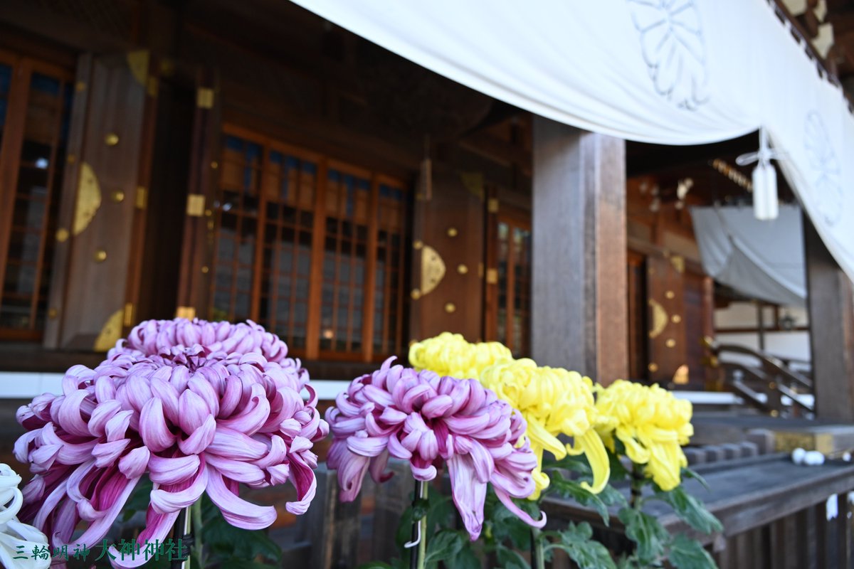 本日は二十四節気「#立冬」。 大杉玉の掛け替えの時期が近づき、茶色い