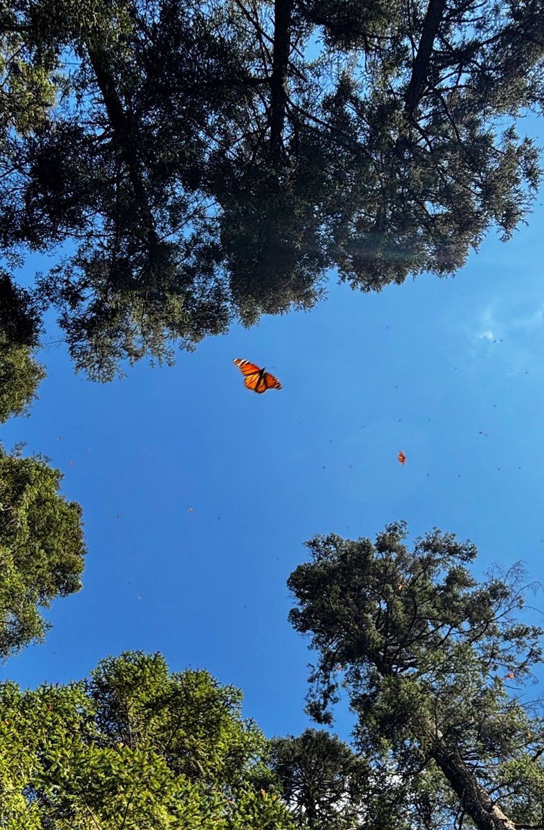 Resiliencia 
#MariposaMonarca 
🧡
