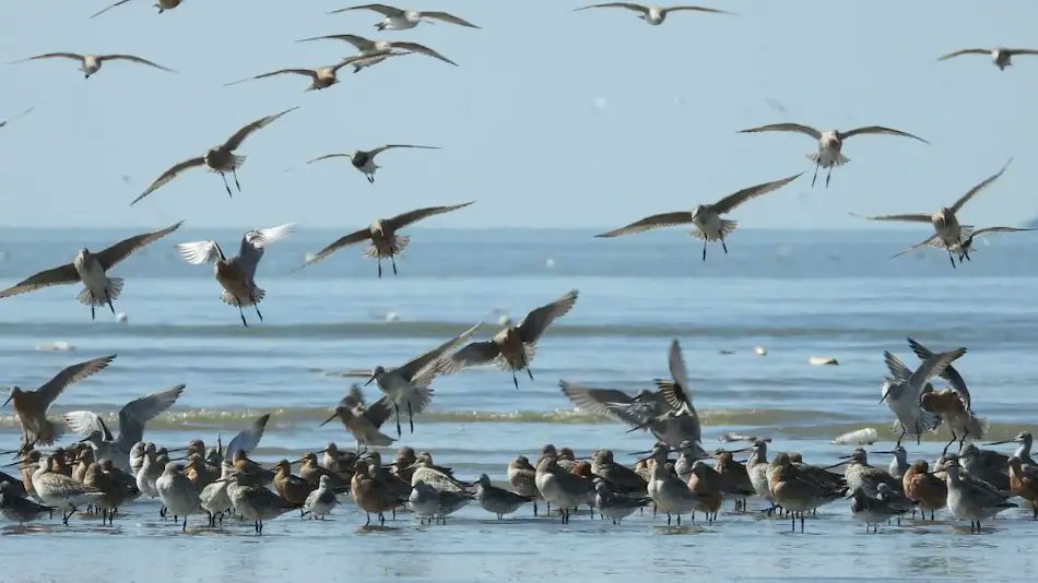 Las aves migratorias,  recorren miles de kilómetros sin detenerse ni alimentarse. Esto aporta claves para conservar los ecosistemas y hacen viajes de más de 13.000 kilómetros sin detenerse, sin beber y sin alimentarse,algo imposible, desafíando el límite de la resistencia animal.