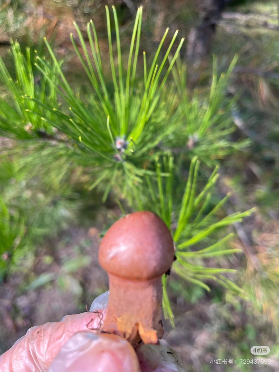 很哇塞的蘑菇🍄‍🟫 #神奇的世界