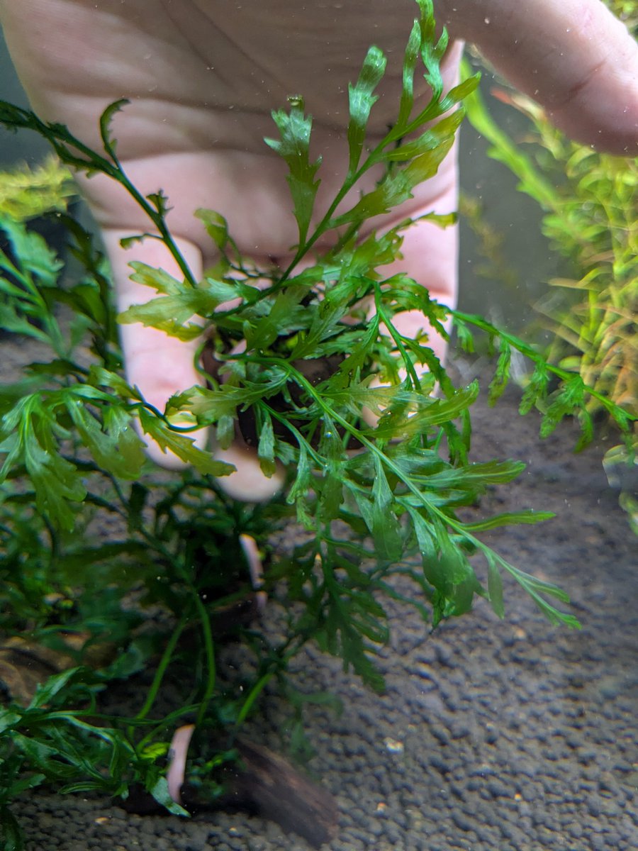 ebinokakato's tweet image. ebinokakatoの長嶋です！

【今週の入荷＆お得情報！！】
11/7.8.9の3日間
5000円以上シュリンプご購入で！
先着5名様に無農薬ボルビティス
流木付プレゼント🎁

シュリンプとも相性がよく丈夫で綺麗な陰性水草🌿
管理もとても楽で時間をかけて株を大きく仕立てるのも株を分けて増やすのも🙆…