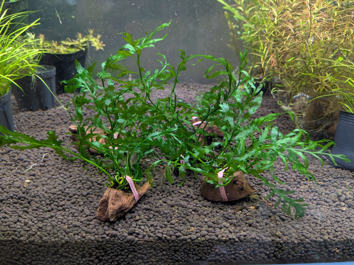 ebinokakato's tweet image. ebinokakatoの長嶋です！

【今週の入荷＆お得情報！！】
11/7.8.9の3日間
5000円以上シュリンプご購入で！
先着5名様に無農薬ボルビティス
流木付プレゼント🎁

シュリンプとも相性がよく丈夫で綺麗な陰性水草🌿
管理もとても楽で時間をかけて株を大きく仕立てるのも株を分けて増やすのも🙆…