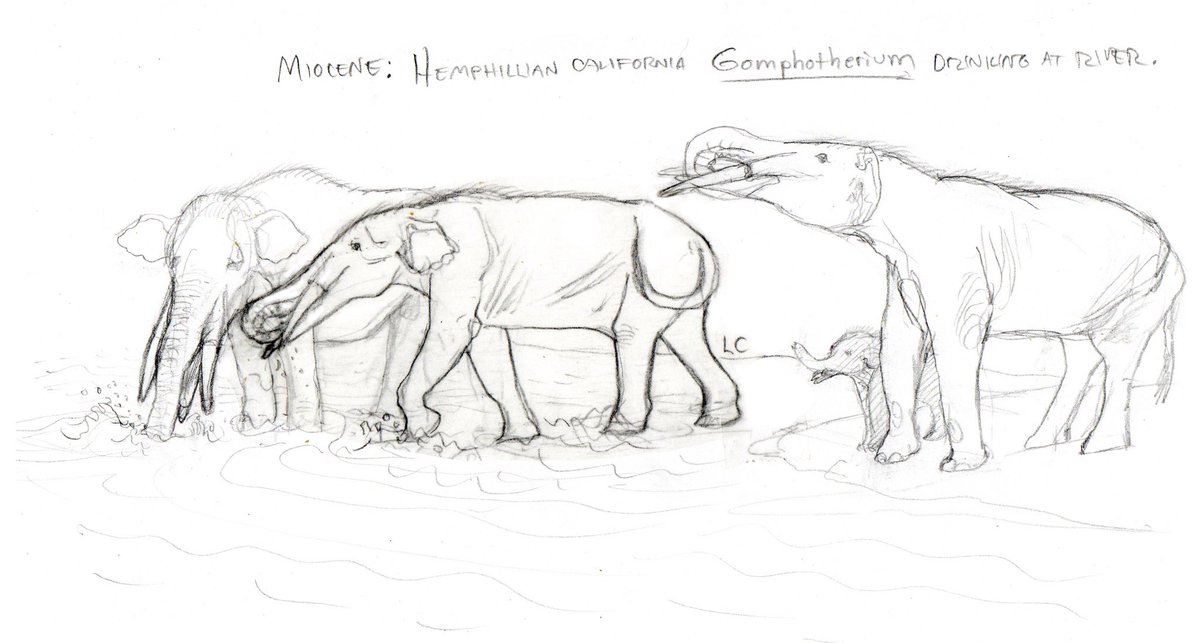 Gomphotherium herd at river. Rough sketch for my Miocene Hemphillian age scene in central California. Pencil on paper #paleoart