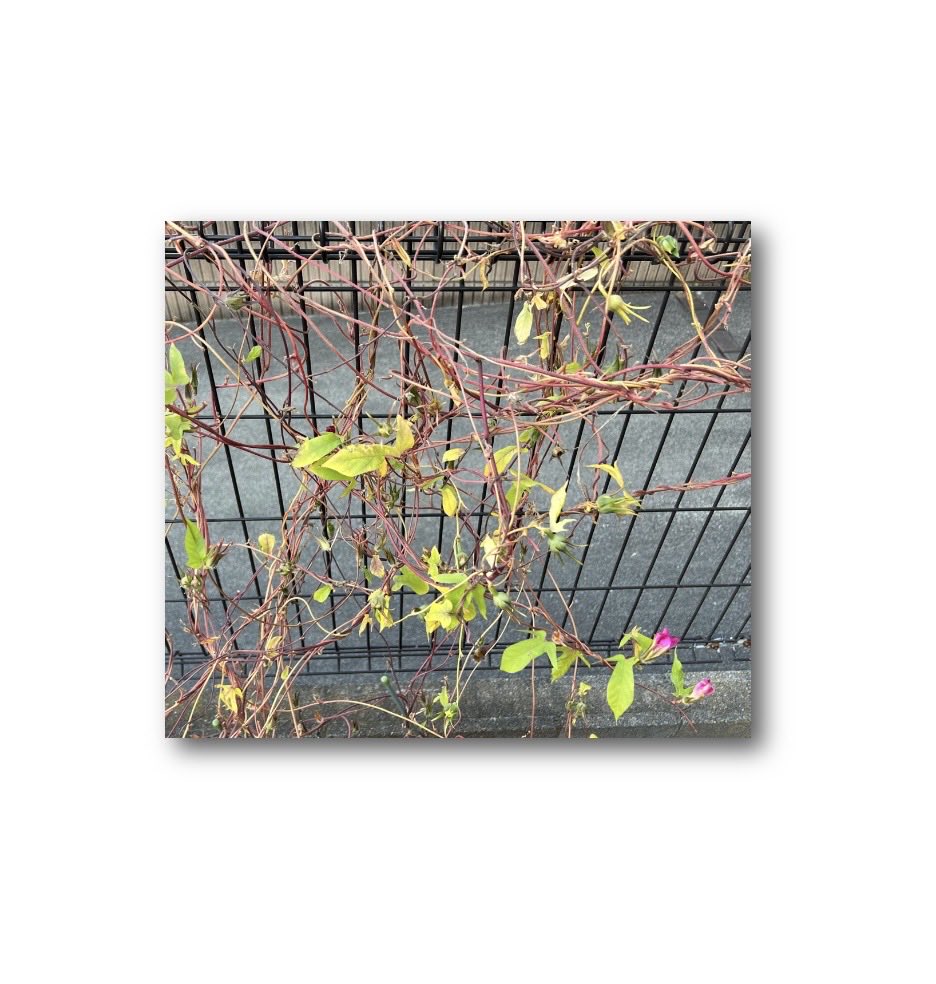 そら❤️希少台湾番龍眼実生4年目1本とリュウガン取木1本 そら❤️希少台湾番龍眼実生4年目1本とリュウガン取木1本 そら様専用