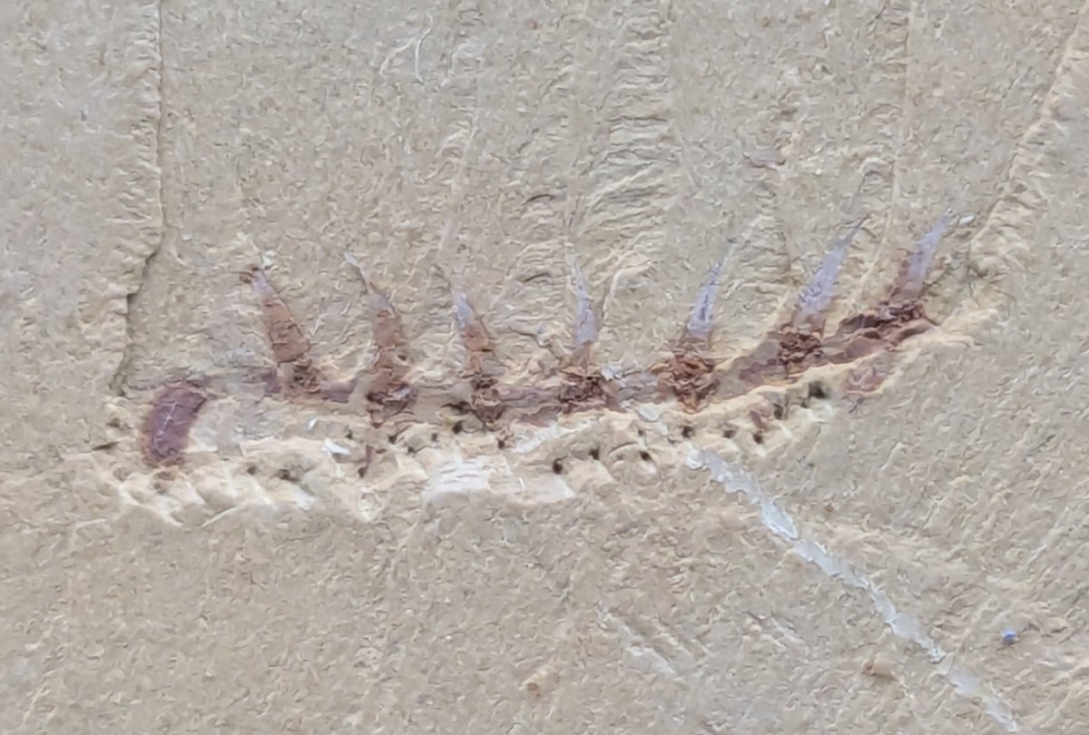 謎の化石(リツイテスと思われる) ニッポニテス on X