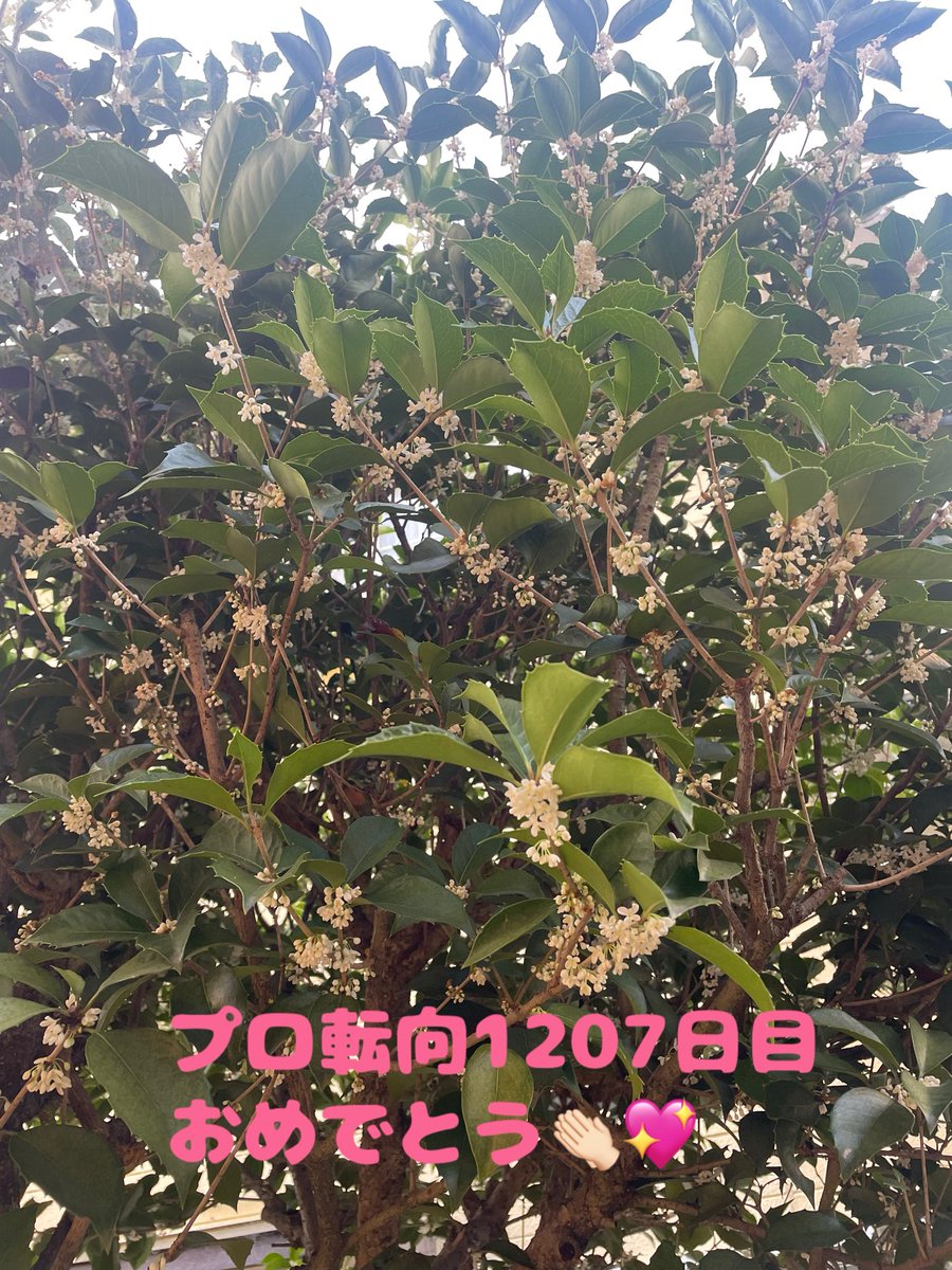 mayu🌸🫧🫧 on X