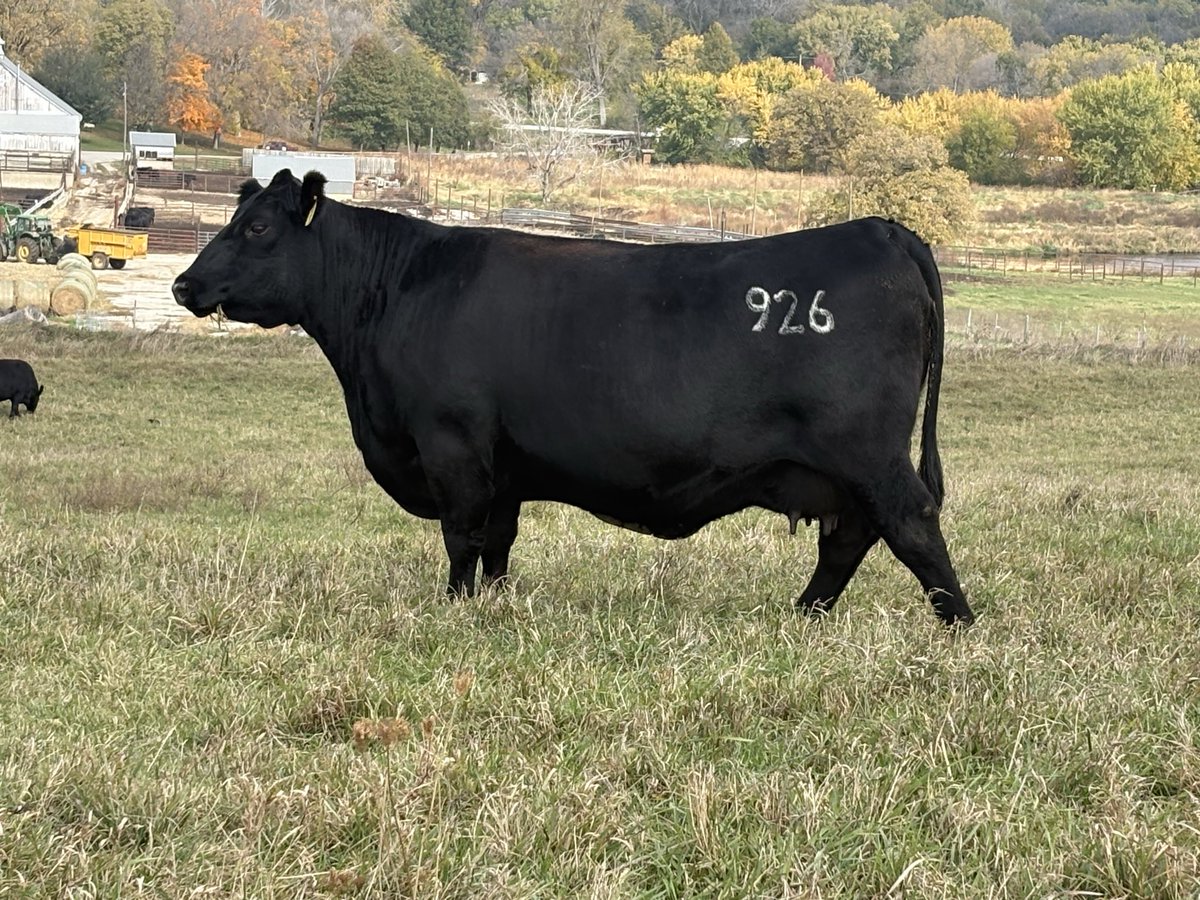 KM Cattle Company tweet media