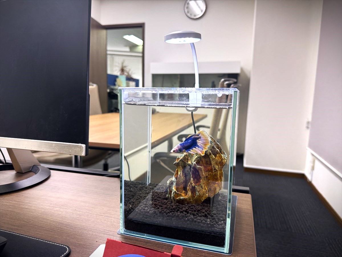 お客さまからのご要望で15cmキューブのベタ水槽を設置。水槽・パネルヒーター・LEDとすべてコトブキ工芸でひと揃え。ライトには初めからUSBアダプタ付きで感動！やはり「コトブキ工芸」さんは堅実&amp;親切なメーカーさんで好きですね～。