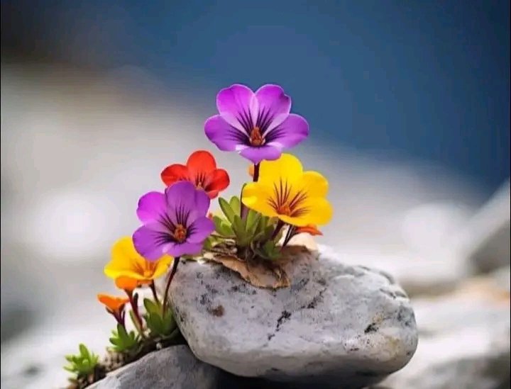 तिमी आफुलाई वास्ता गर्नेलाई खोज्नु, प्रयोग गर्ने त आफै खोज्दै आउछन् ।🩷😊