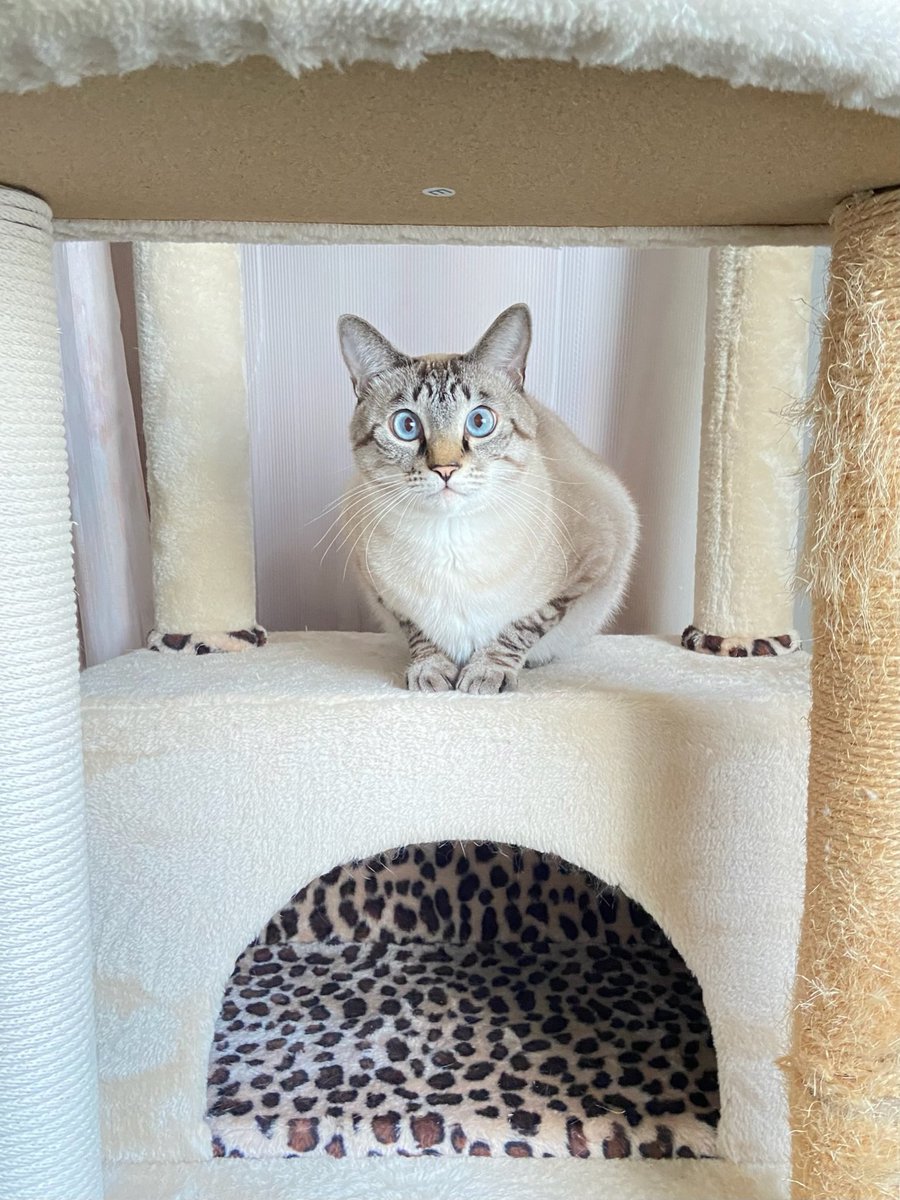 そら🐾 (@_sora0613_) / Posts / X