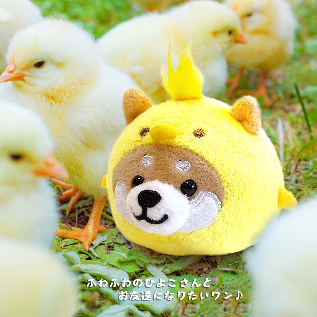 東京限定 🐣しあわせのひよこバージョン🐣 ふわふわのひよこに変身