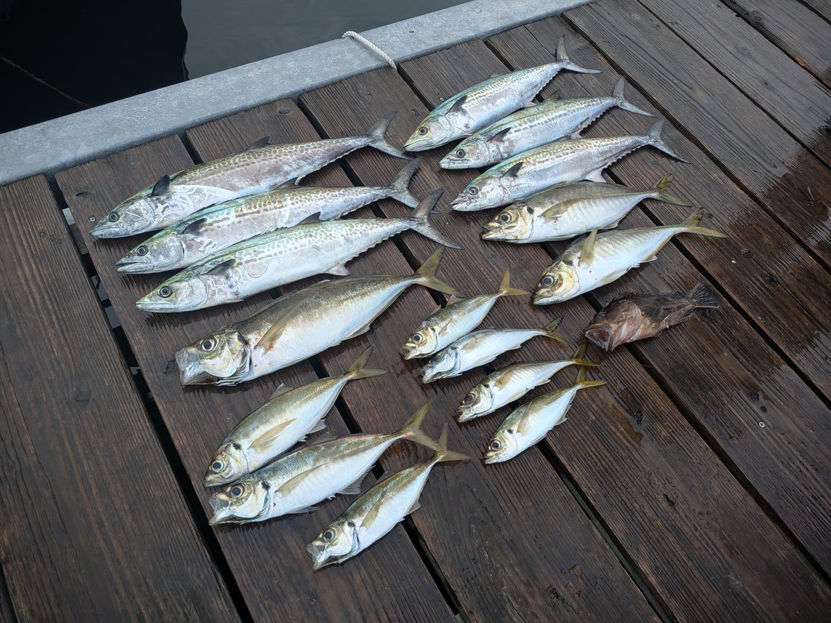 hybridswimmer's tweet photo. 尺アジ通り越してのいきなりのギガアジ‼️
こんなの釣れたらアジング辞められませんね🤣
パターン見つけて連発でした！

アジングからのサワラ便もオススメです✨

#バウンティーホエール#チャーター便#遊漁船#大阪湾ルアー#チヌ##シーバス#サワラ#ブリ#青物  #ギガアジ
https://t.co/UvghWlDrEm https://t.co/cgoivltHem
