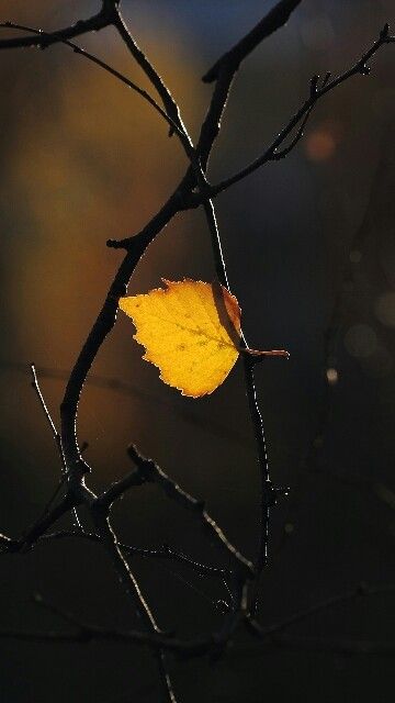 La sensualité chorégraphiée... la magie du fusionnel.. Pour Luc.