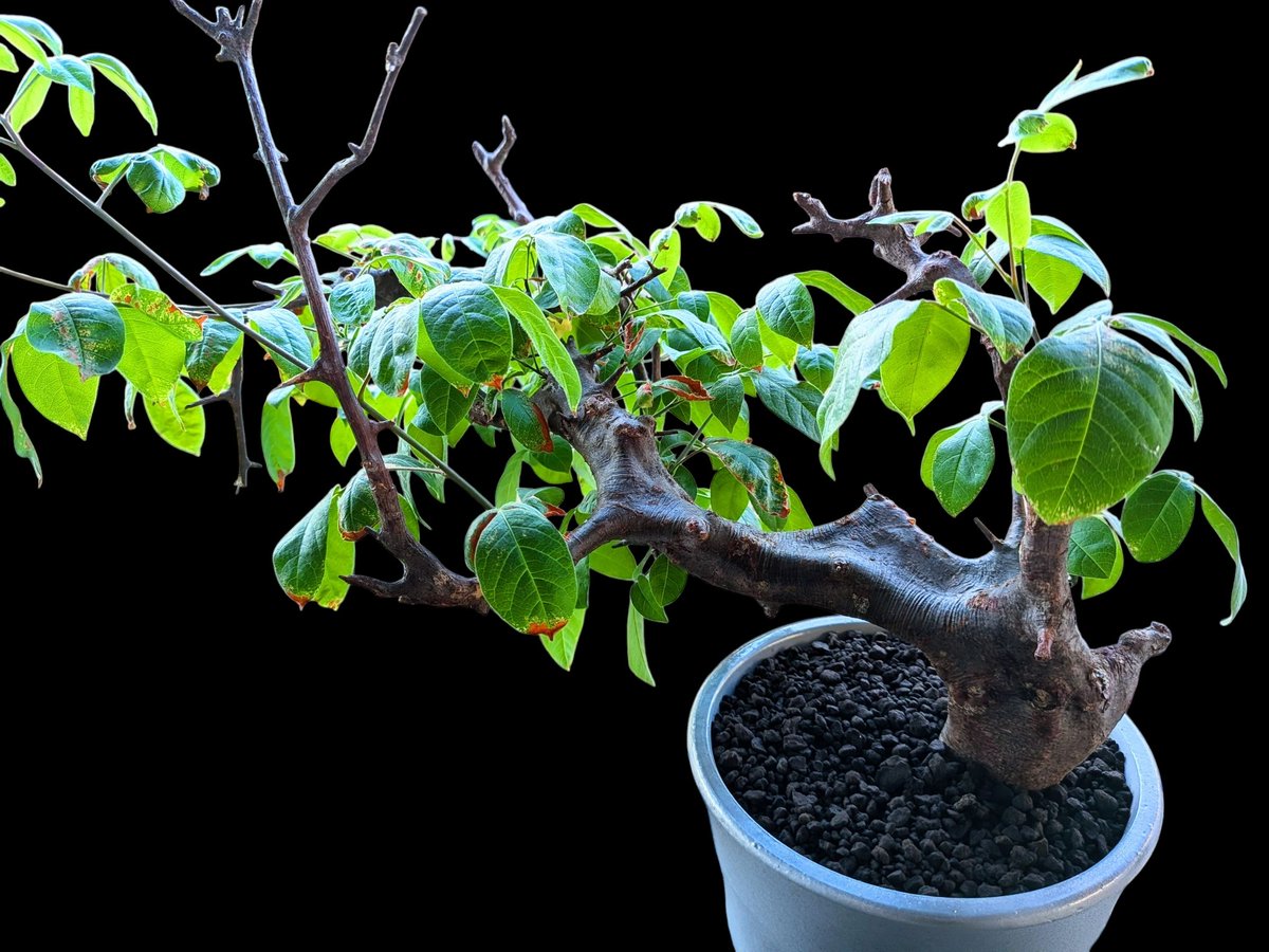 drybizarre's tweet photo. Commiphora mildbraedii

葉の大きくなるコミフォラはあまり好みではないけど、このミルドブラエディは独特な幹をしているのが良い🙂

まだ紅葉せずに頑張っている🙂

＃コミフォラ
＃Commiphora https://t.co/EJhO3sThtK