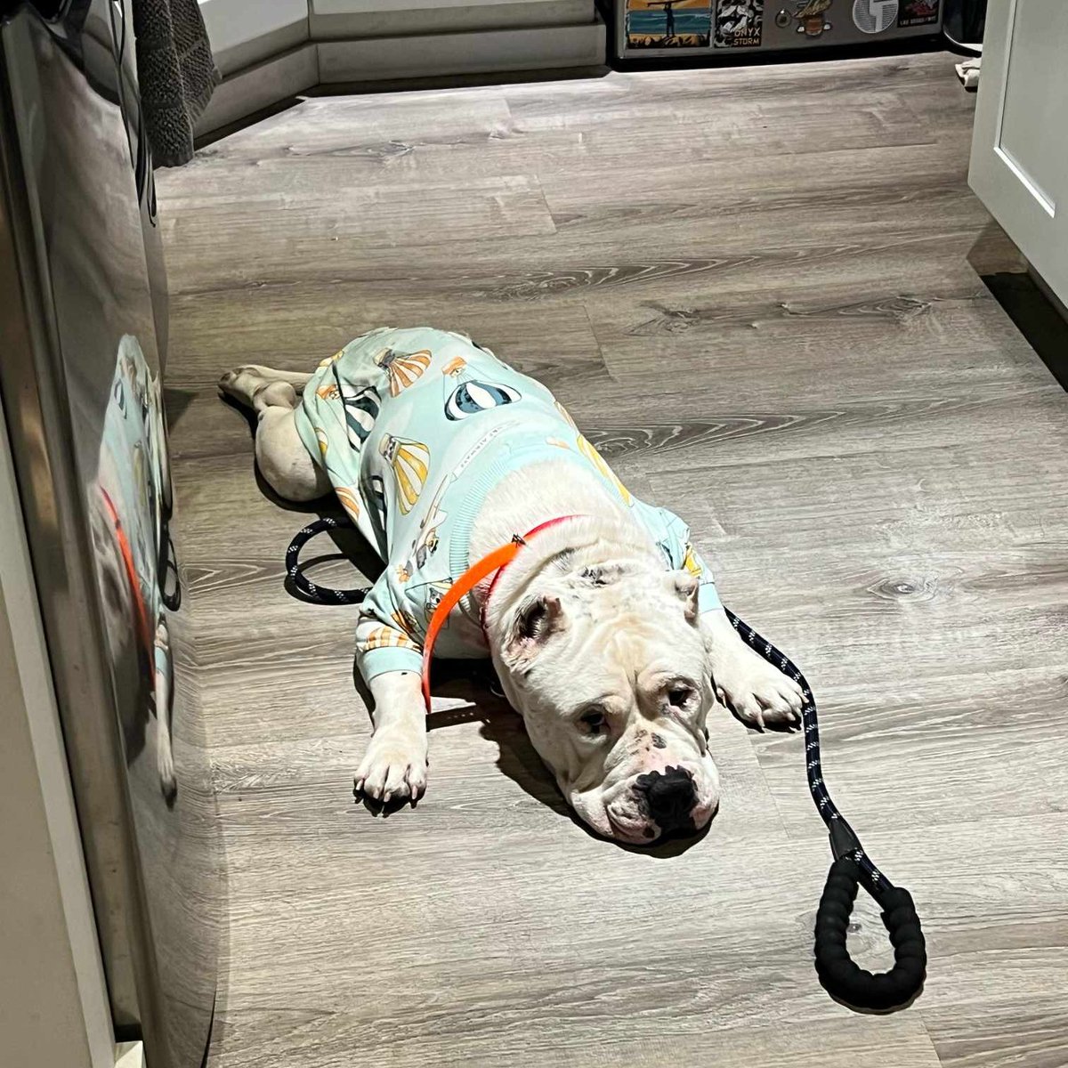 Sawyer is out of the shelter ❤️