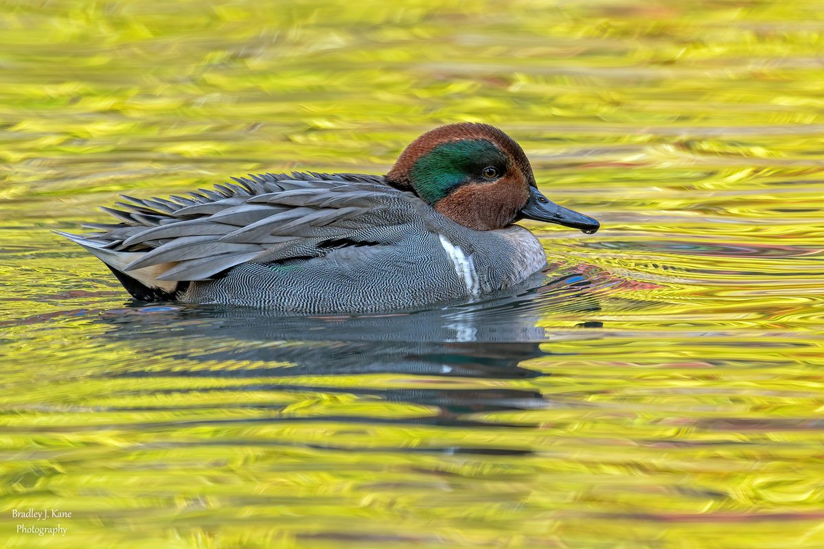 WinoBradNY's tweet photo. A few shots from Central Park today. L to R, a late Nashville Warbler, Green-winged Teal, Nashville again and American Gadwall. #birdcpp #NaturePhotography #BirdsOfTwitter #CentralPark #wildlife #centralparkbirds #fallmigration #birds #nybirds https://t.co/LmEfgxlg8R