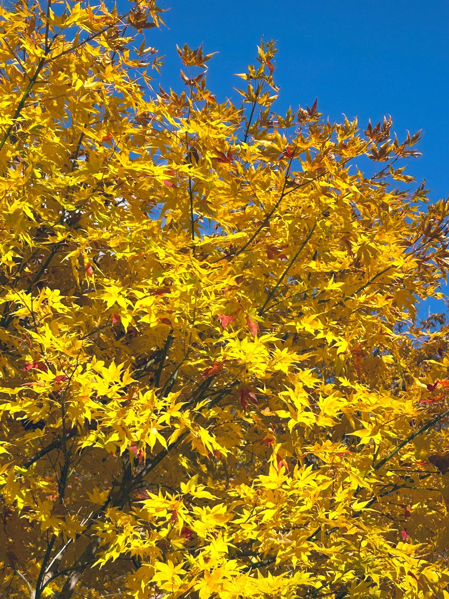 みるくキャラメル on X