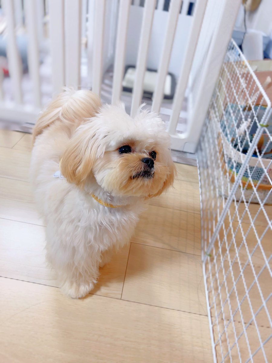 ごはん待ち焦がれてる顔

(トリミングしたよ！)