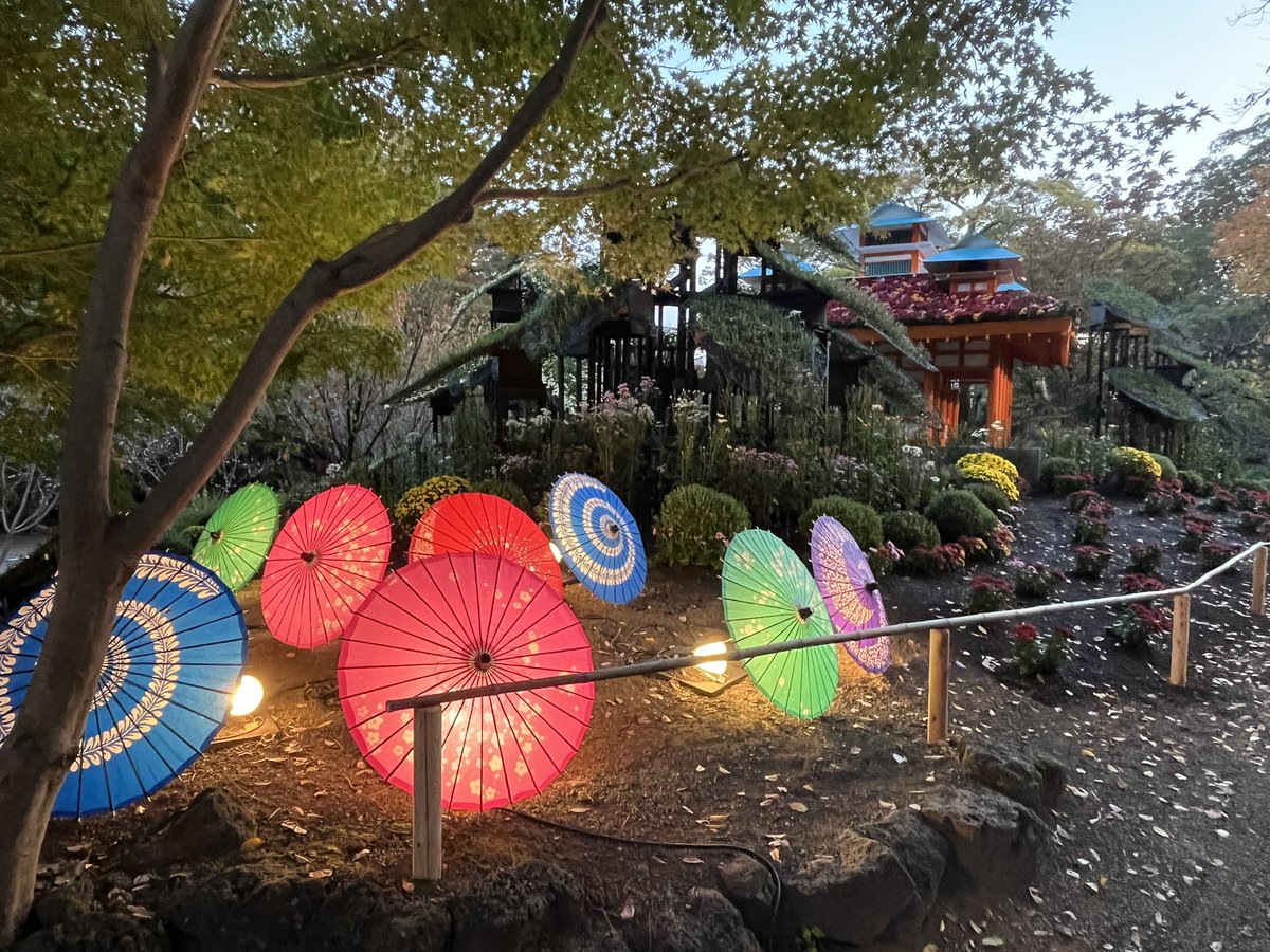 🌙✨**夜菊鑑賞 開催中！**✨🌙 ライトアップされた菊の花々が、幻想的