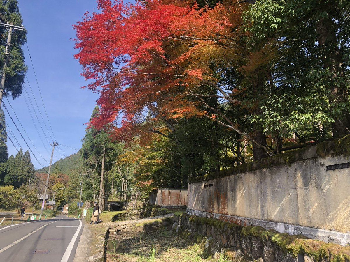 名勝「梅田氏庭園」、秋の特別公開がスタート！
本日より11/9（日）までの10時～16時はどなたでも予約なしで見学できます！（ふだんは予約が必要）
この機会にぜひご鑑賞ください！！
日に日に紅葉が進んでいる状態なので、後半の方が色鮮やかな庭園を見られそうです。