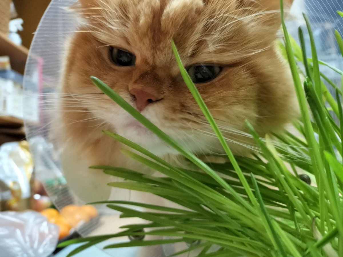 や） Ver 202.5 on X