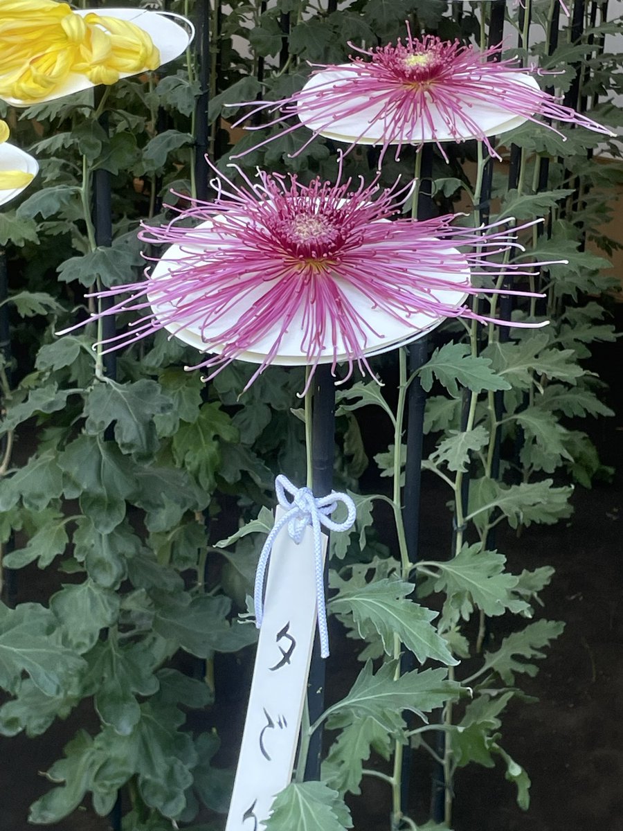 ナガモトマイ/絵描き (@mainagamoto) / Posts / X