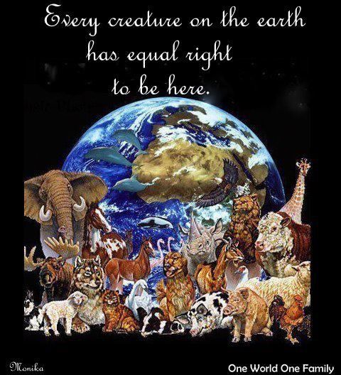 bjeena's tweet image. To rise for the nation we also need to rise for all living beings @narendramodi @PMOIndia ji @SupremeCourtIn ke अमानवीय जज हमारी टैक्स की कमाई से सैलरी लेते हैं और सड़क के कुत्तों पर अमानवीय आदेश पारित करते हैं! न्याय की रक्षा करें,कुत्तों पर दया दिखाएँ! #JusticeForDogs