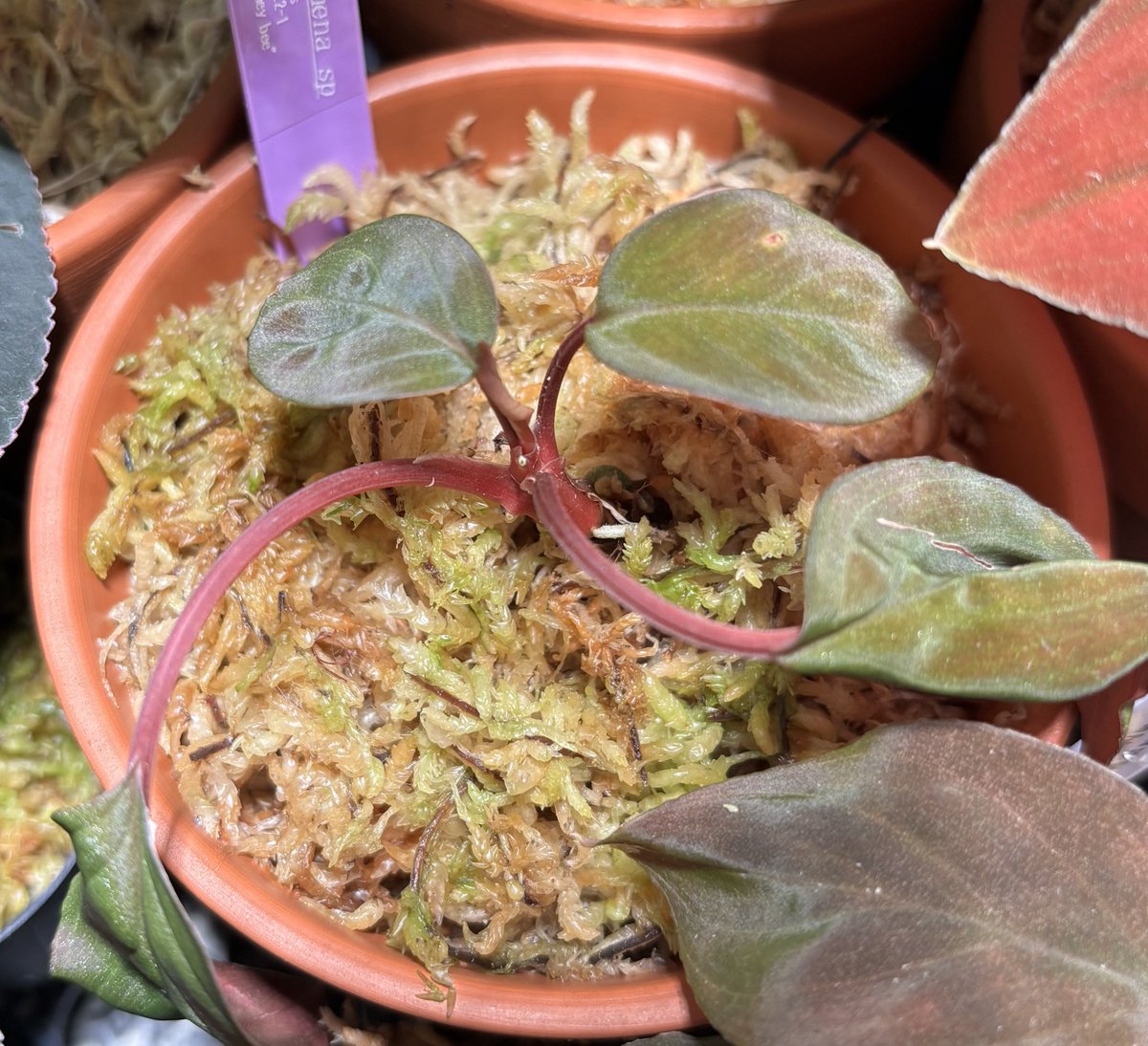 苗木専用 問い合わせページ 10月より再開...♪*゜冬の防寒対策参考画像あり せーや on X