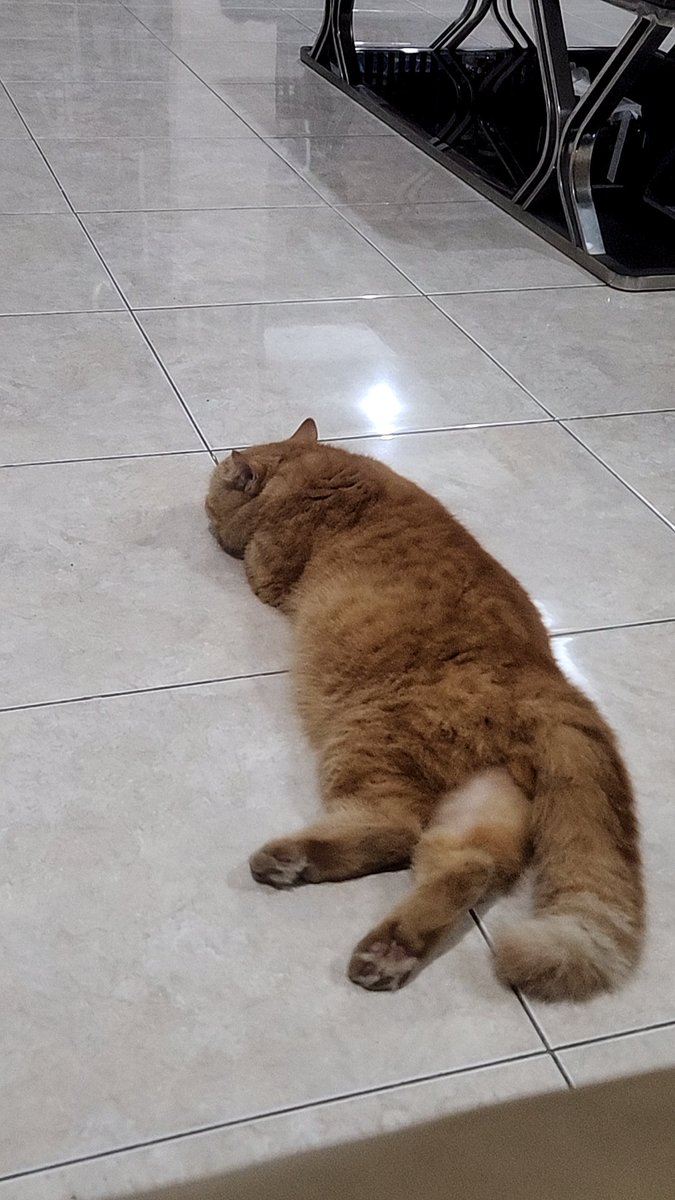 IZkreamy's tweet photo. @Schentz_ Lagi tidur dia https://t.co/5vQh2xWv5n