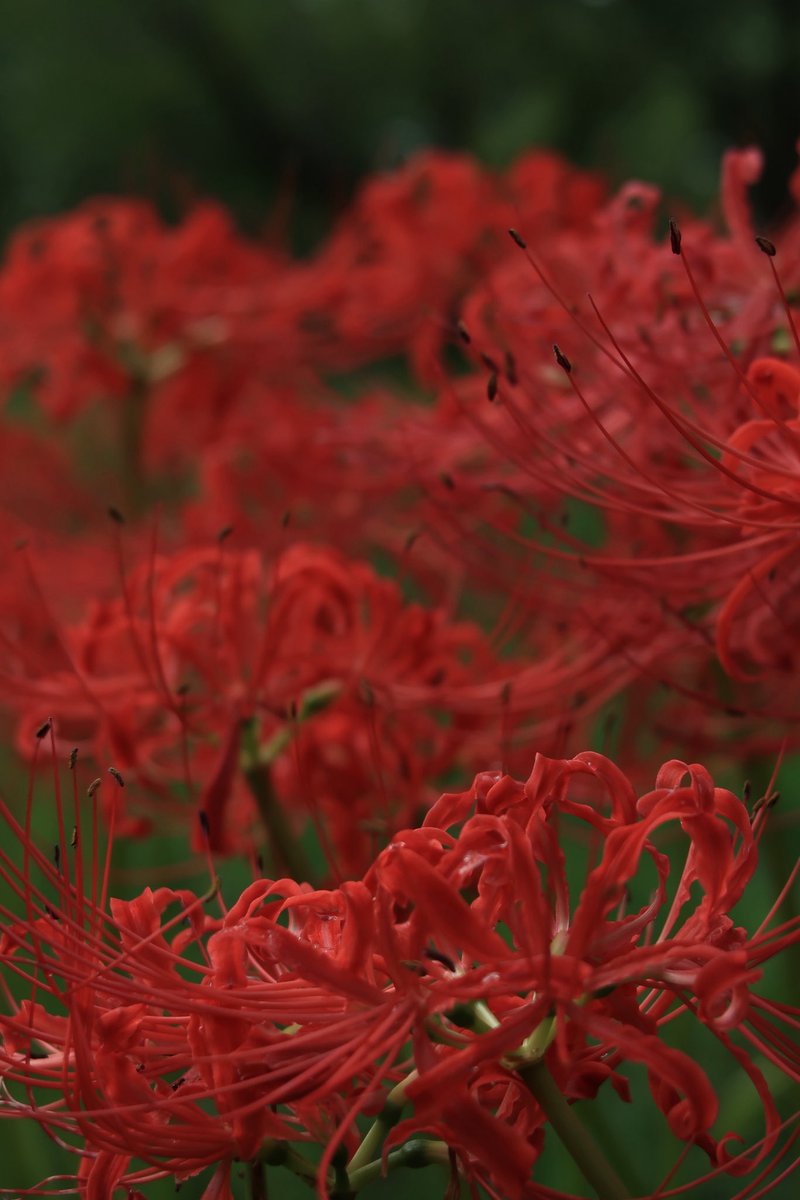 カズポットⅡ on X