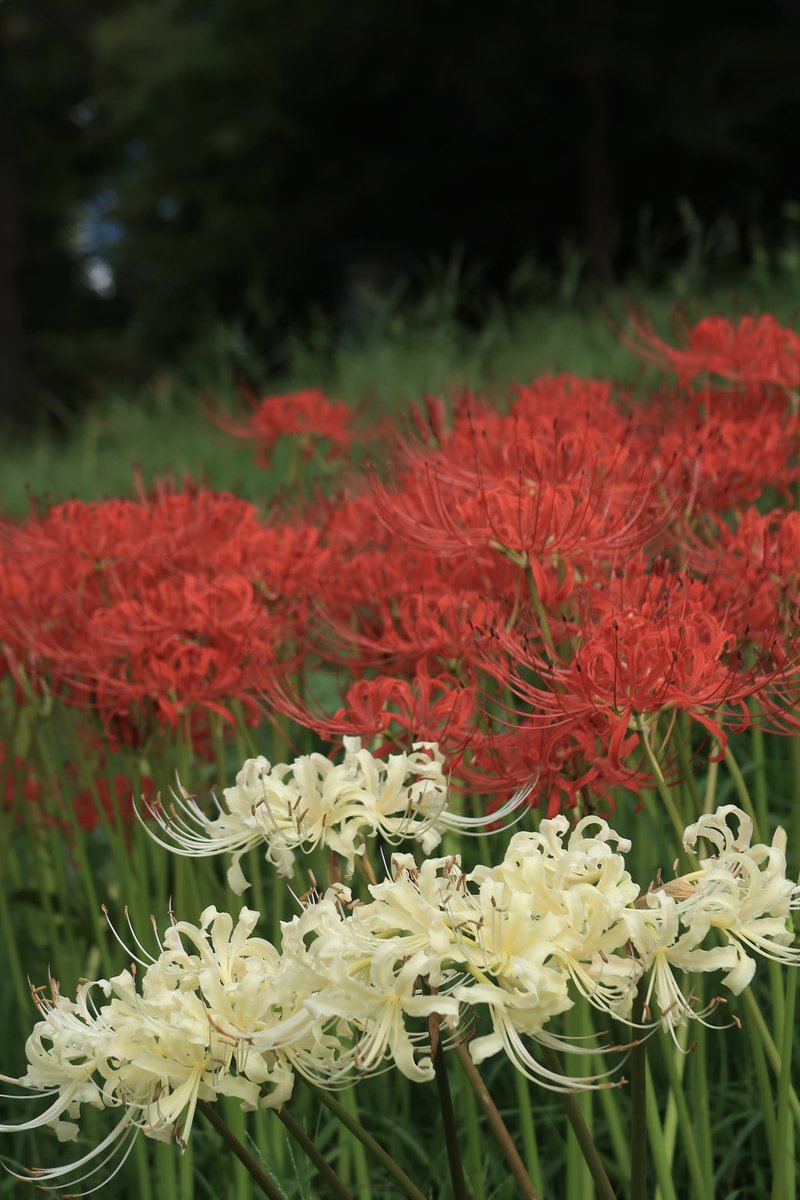 カズポットⅡ on X