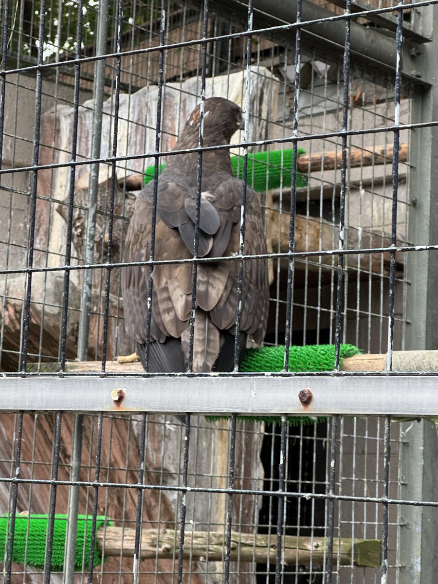 おしげ Amazon.com: Haiyazhma Cylinder Head Gasket 3681E036