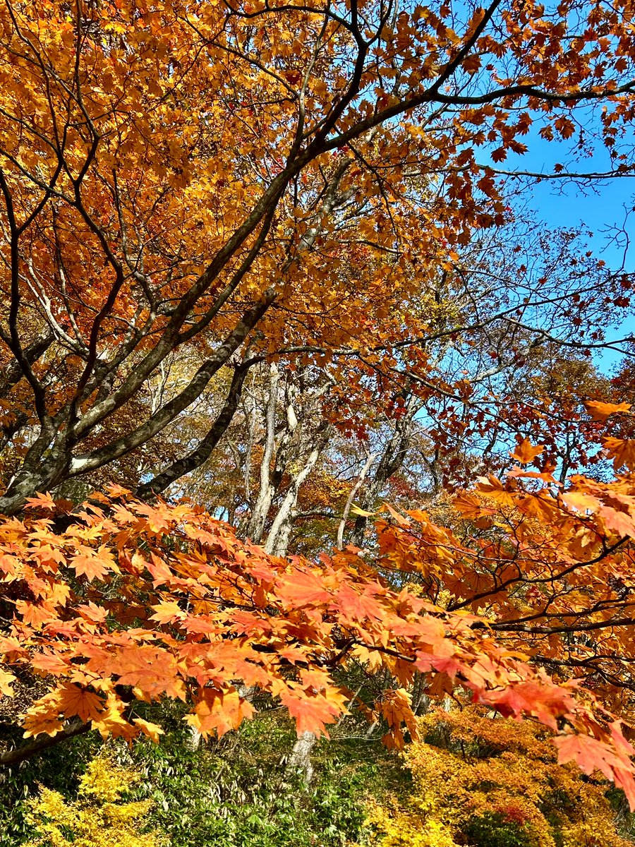 冷蔵庫 ポコポコ on X