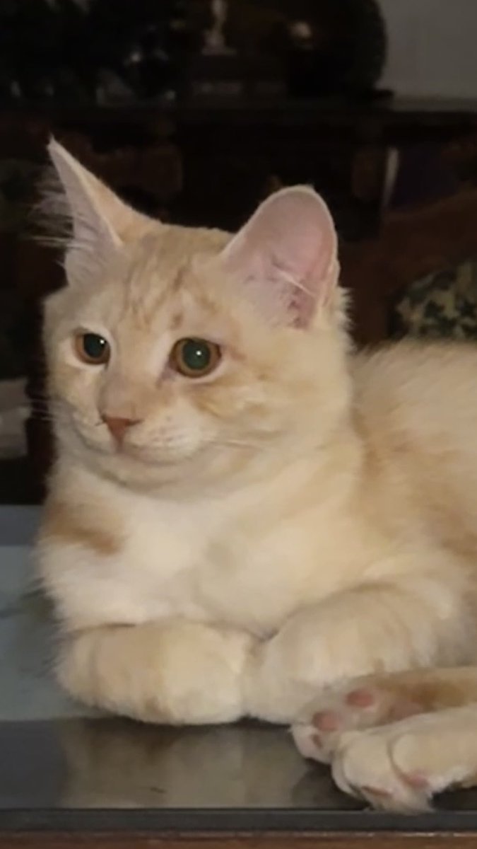 أهل #القاهرة 
عندي قطة في محتاجة بيت يتبناها.
النوع: أنثى
العمر: ٧ شهور 
متطعمة، لكن لسه صغيرة على عملية التعقيم.
ابعتوا لي للمفاهمة. 
#تبنى_لاتشتري 
#مصر