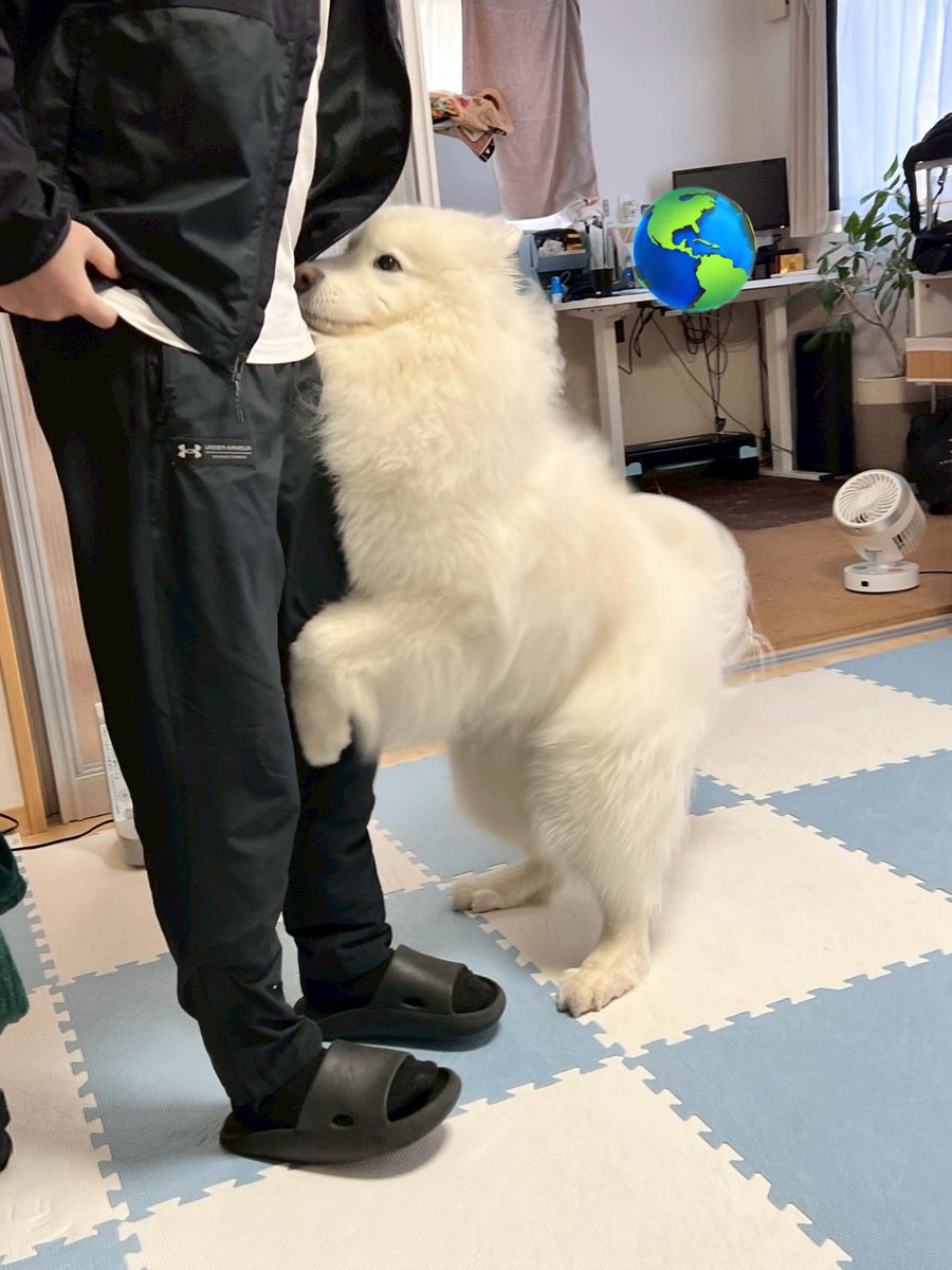 サモエドのダッツ on X