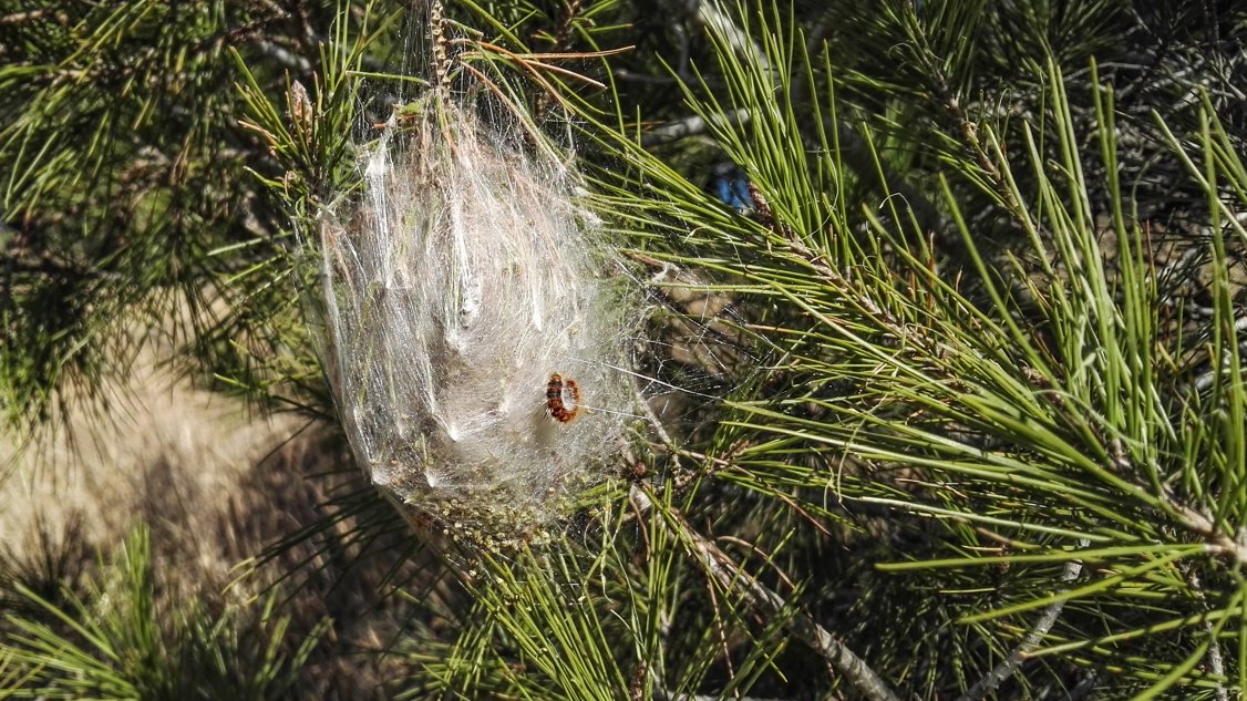 🌲 Del 10 al 14 de novembre (si les condicions meteorològiques ho permeten), el <a href="/parcncollserola/">Parc Natural de Collserola</a>  farà el tractament fitosanitari anual contra la processionària del pi a pinedes de Montcada i Reixac, Barcelona i el Baix Llobregat.
ℹ️ parcs.diba.cat/ca/web/l-infor…