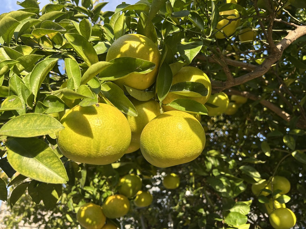 tanakatakeshi's tweet image. 今日は知多半島にお邪魔させていただきました。

今日は立冬ですが、少し動くと汗ばむような陽気でした。

今宵は今週3回目の会食…。しっかりと楽しみたいと思います。

#質実剛健
#田中健
#未来共創
#地域密着